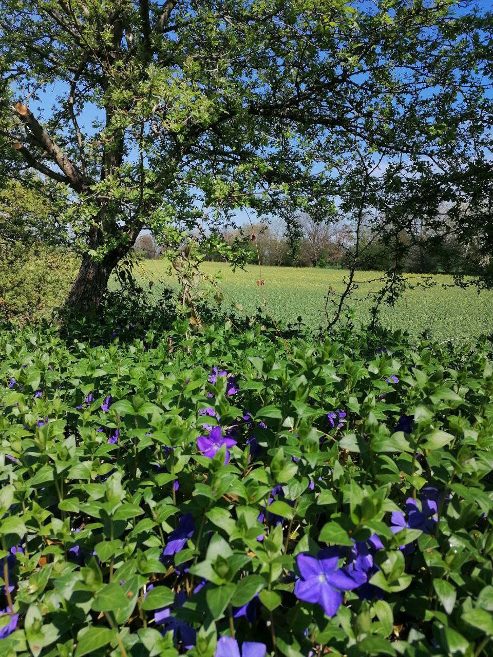 Ostern Blten und Baum.jpg